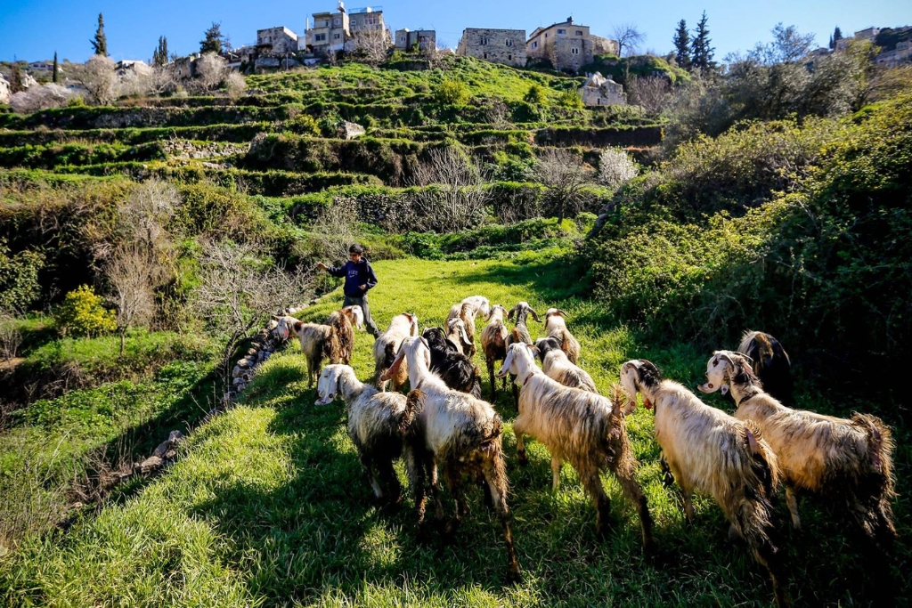 Hiking Tours in Palestine